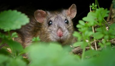 Žurka. Foto: Unsplash