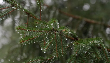 Pirmdien vietām nedaudz līs / Diena