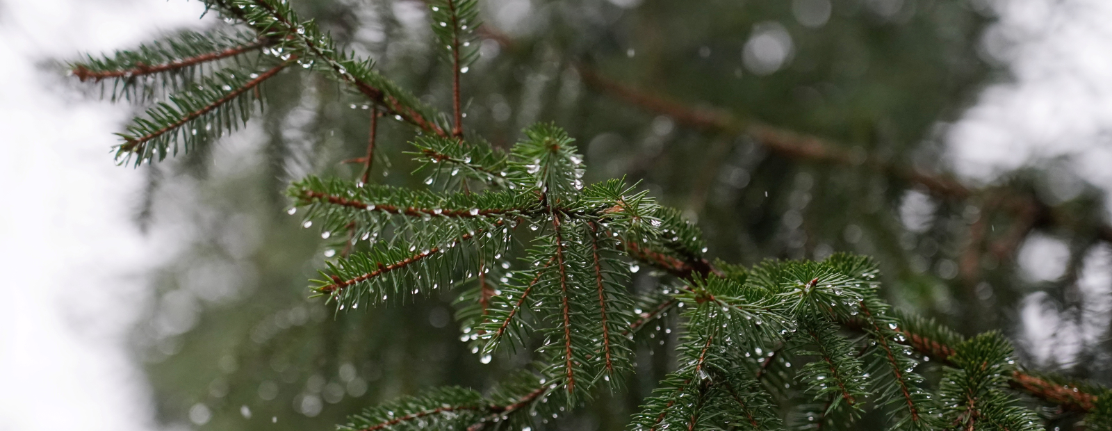 Pirmdien vietām nedaudz līs / Diena