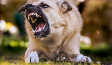 Salacgrīvā suņi vizītes laikā sakoda medmāsu. Un kur ir protesti, kur ir parakstu vākšana?