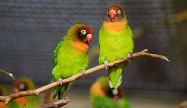 Ziemassvētku dienā šur tur uzspīdēs kāds saules stars