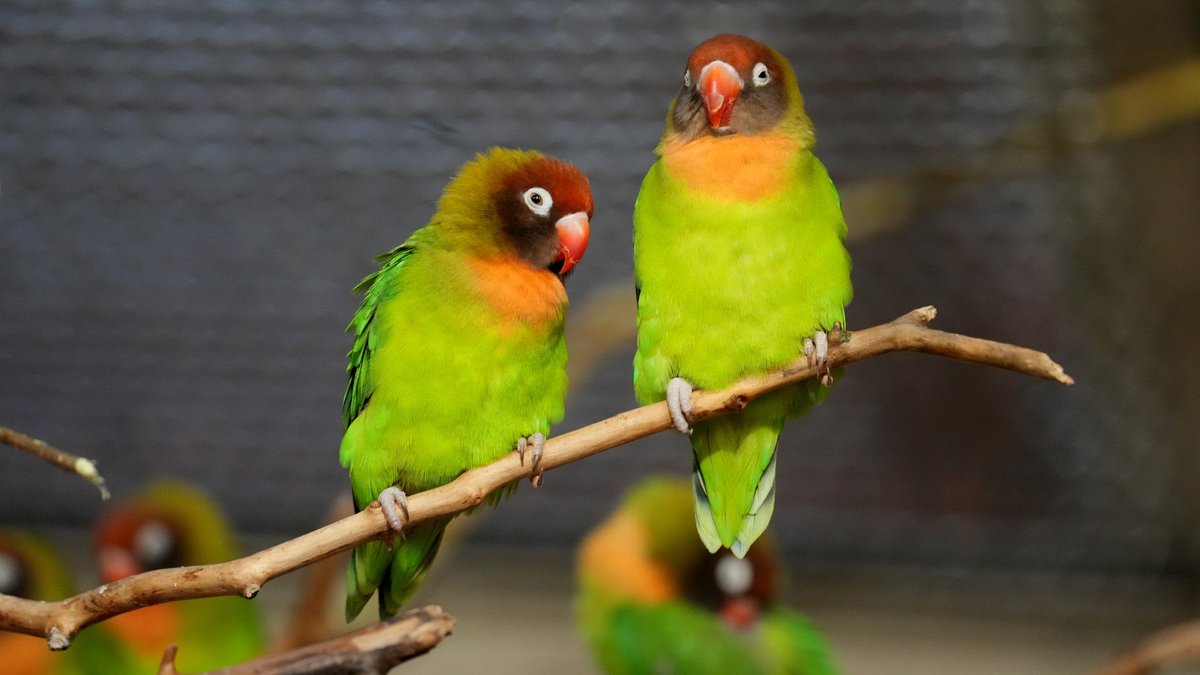 Ziemassvētku dienā šur tur uzspīdēs kāds saules stars