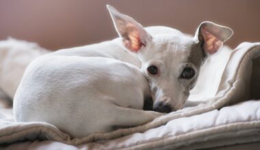 Ceturtdien Latvijā gaidāms mākoņains laiks un neliels lietus