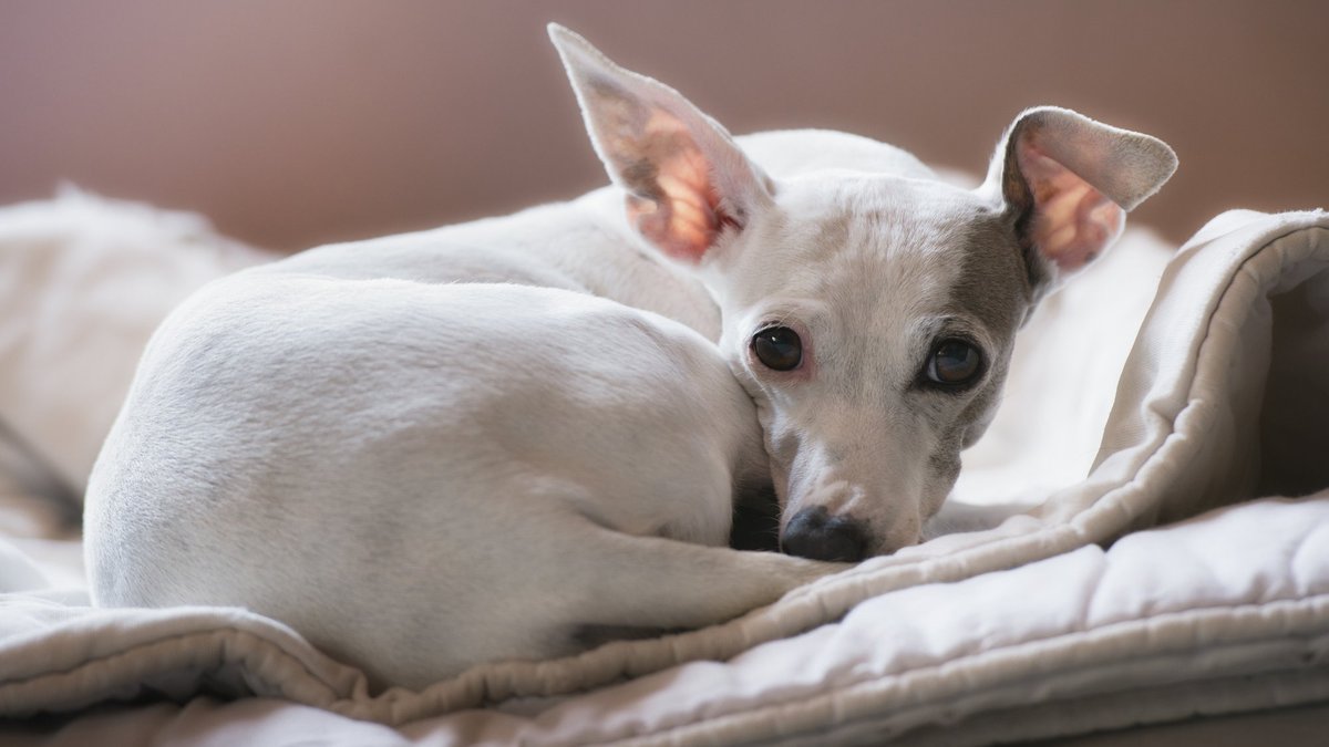 Ceturtdien Latvijā gaidāms mākoņains laiks un neliels lietus