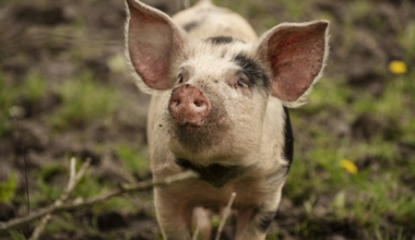 Cilvēkiem sāks transplantēt cūku nieres