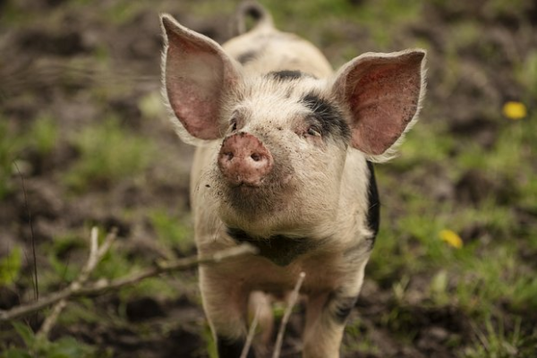 Cilvēkiem sāks transplantēt cūku nieres