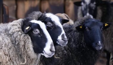 Piektdien vietām nedaudz līs