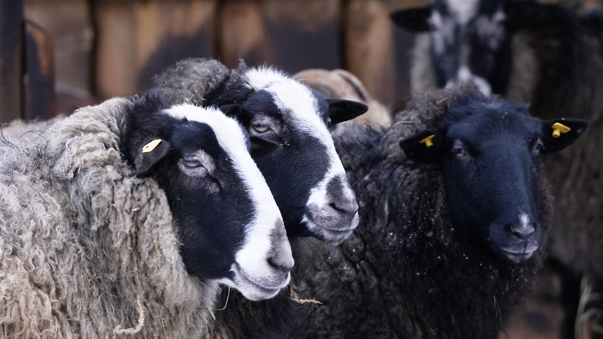 Piektdien vietām nedaudz līs