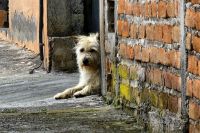 PVD turpmāk mājas dzīvnieku labturības uzraudzībā iesaistīsies tikai pēc pašvaldību pieprasījuma