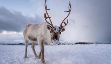 Zinātnieki atklāja ziemeļbriežu aktivitātes noslēpumu: negaidīts un aizraujošs atklājums!