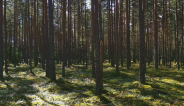 80% rīdzinieku atzinīgi vērtē galvaspilsētas parku un Pierīgas mežu apsaimniekošanu