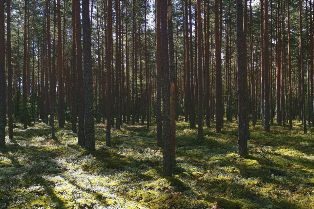 80% rīdzinieku atzinīgi vērtē galvaspilsētas parku un Pierīgas mežu apsaimniekošanu