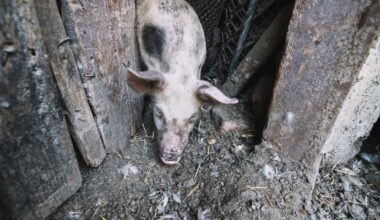 Āfrikas cūku mēra uzliesmojums mājas cūku novietnē Līksnas pagastā