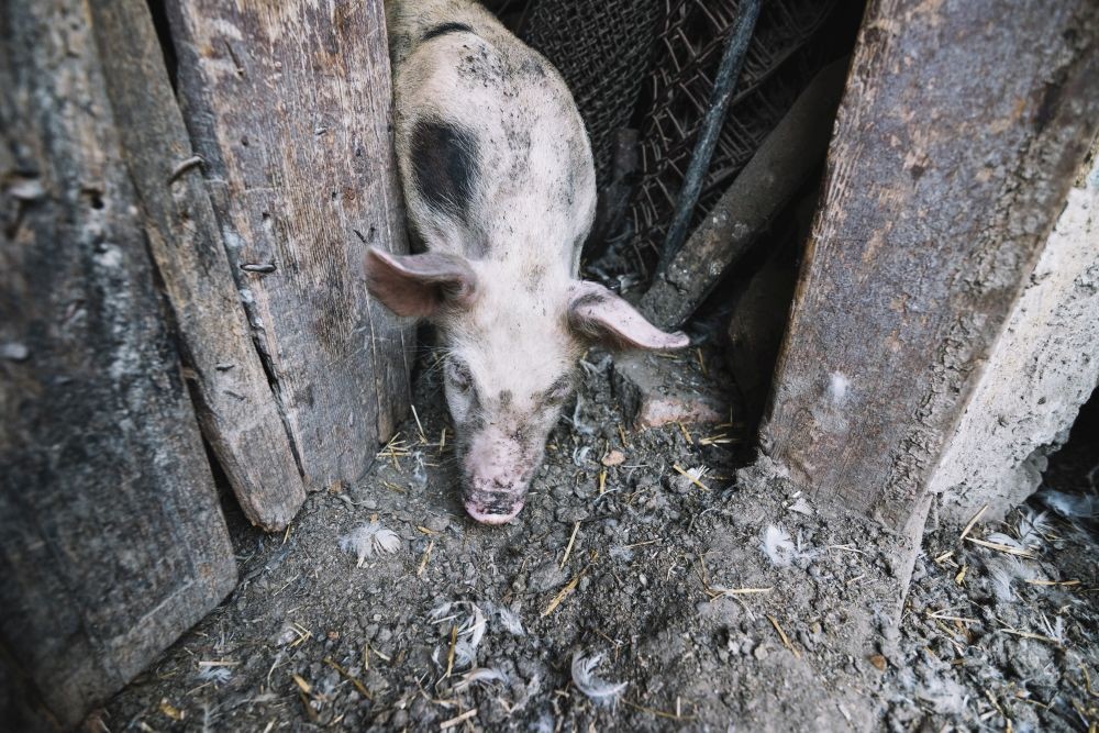 Āfrikas cūku mēra uzliesmojums mājas cūku novietnē Līksnas pagastā