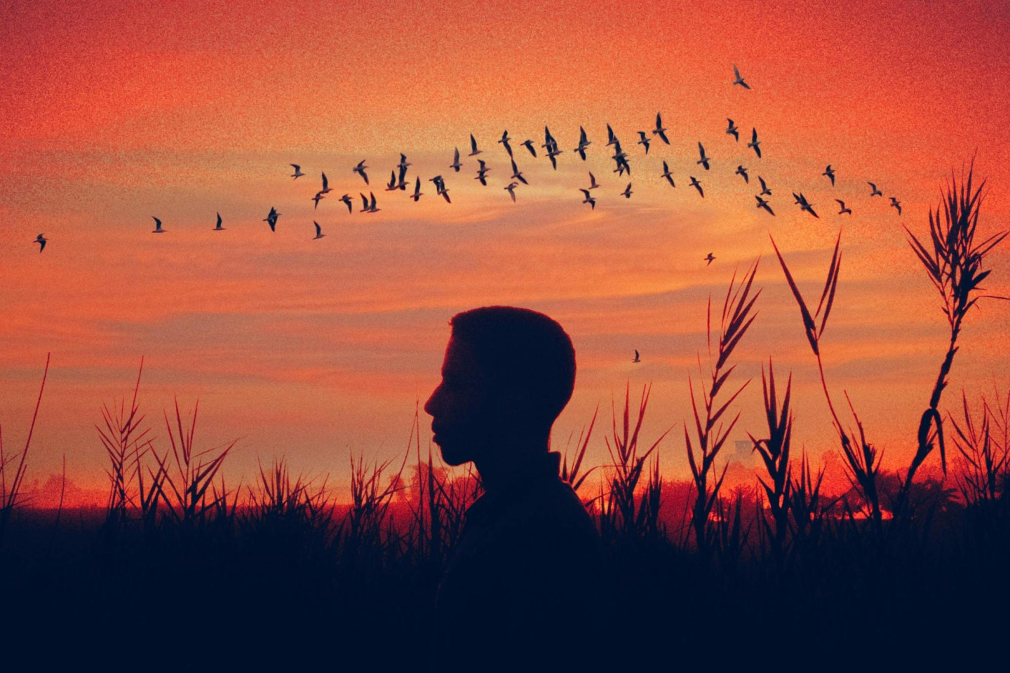 Pastēra institūta pētnieki: putnu gripa var būt bīstamāka par Covid-19