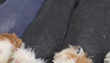 Latvijas robežā aizturēts vīrietis ar baložiem zeķēs