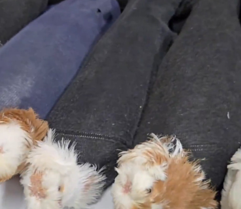 Latvijas robežā aizturēts vīrietis ar baložiem zeķēs