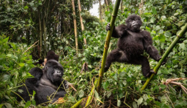 Pētnieki šokā: pērtiķu tēviņi lasa mātītes kā atklātu grāmatu