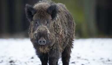 Spāniju, pirmo reizi kopš 1984. gada, skāris cūku mēris