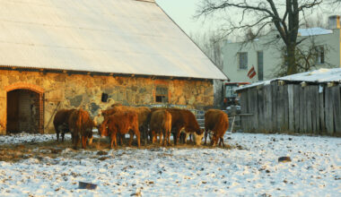 Lauksaimnieki nosūtījuši publisku vēstuli valsts prezidentam