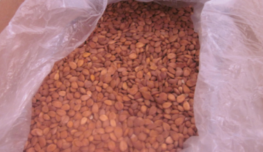 PVD robežkontrolē Afganistānas izcelsmes aprikožu kodolos konstatējis cianīdu