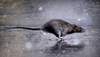 Līdz šim Latvijā reģistrēti 50 leptospirozes gadījumi