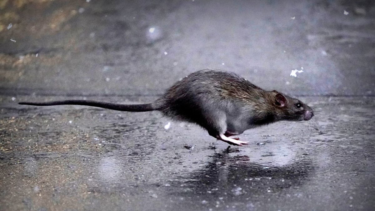 Līdz šim Latvijā reģistrēti 50 leptospirozes gadījumi