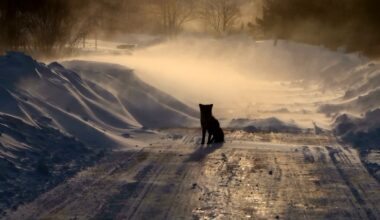 "Balto Ziemassvētku" kļūst mazāk. Zināms, kuros bija visbiezākā sniega sega