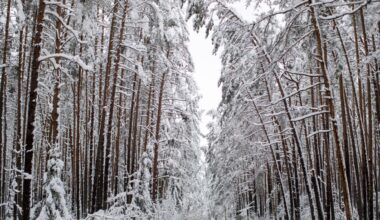 Sperts nākamais solis, lai īstenotu vērienīgo "Sodra" mežu pārdošanas darījumu Latvijā