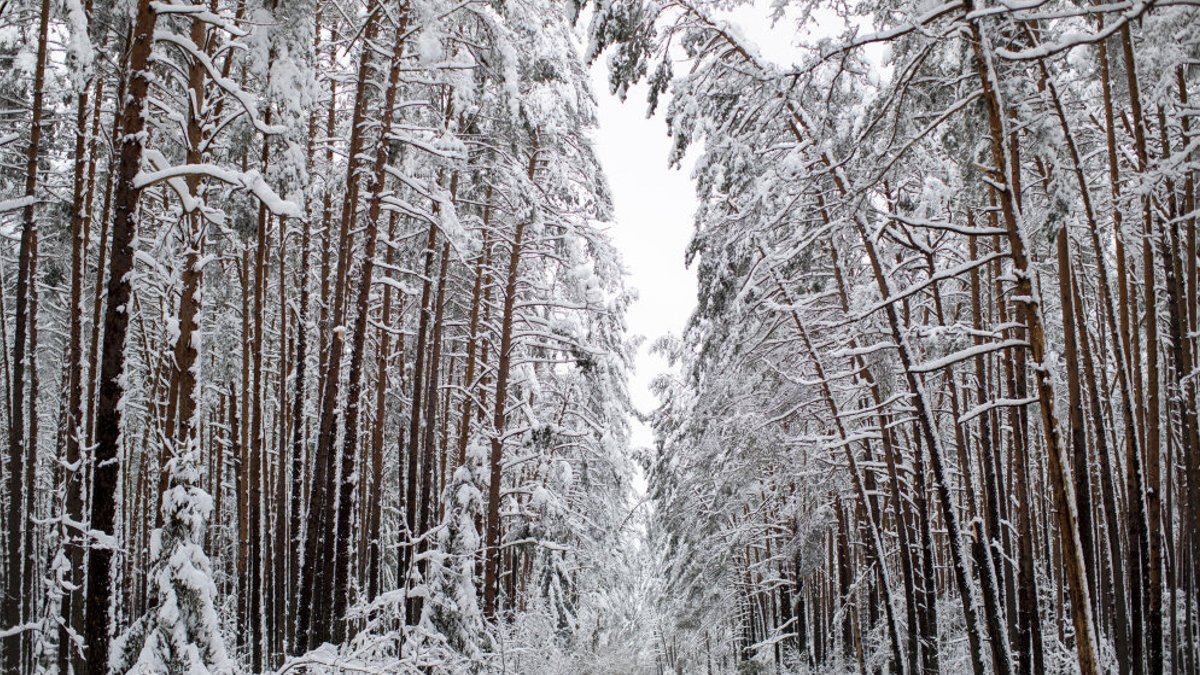 Sperts nākamais solis, lai īstenotu vērienīgo "Sodra" mežu pārdošanas darījumu Latvijā