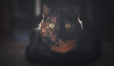 Otrdien kļūs vēsāks - Delfi