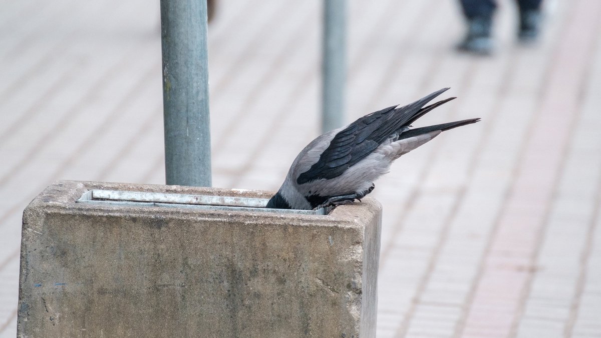 Rīgā būs stingrākas prasības atkritumu šķirošanai