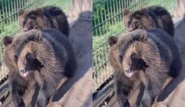 Dabas aizsardzības pārvalde plāno izsolīt divus lāčus no mini zoodārza “Raptors Park”; īpašnieks lūdz sabiedrības atbalstu lāču izpirkšanai