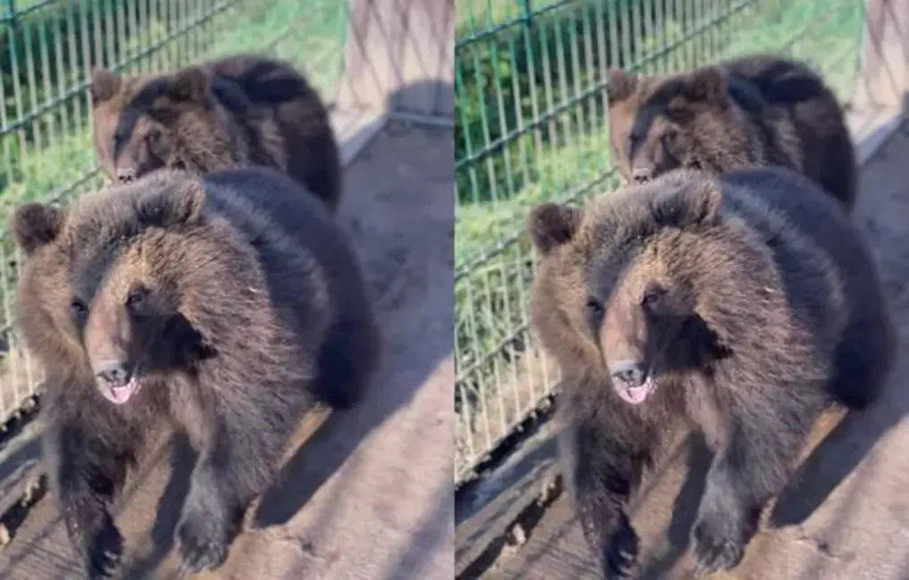 Dabas aizsardzības pārvalde plāno izsolīt divus lāčus no mini zoodārza “Raptors Park”; īpašnieks lūdz sabiedrības atbalstu lāču izpirkšanai