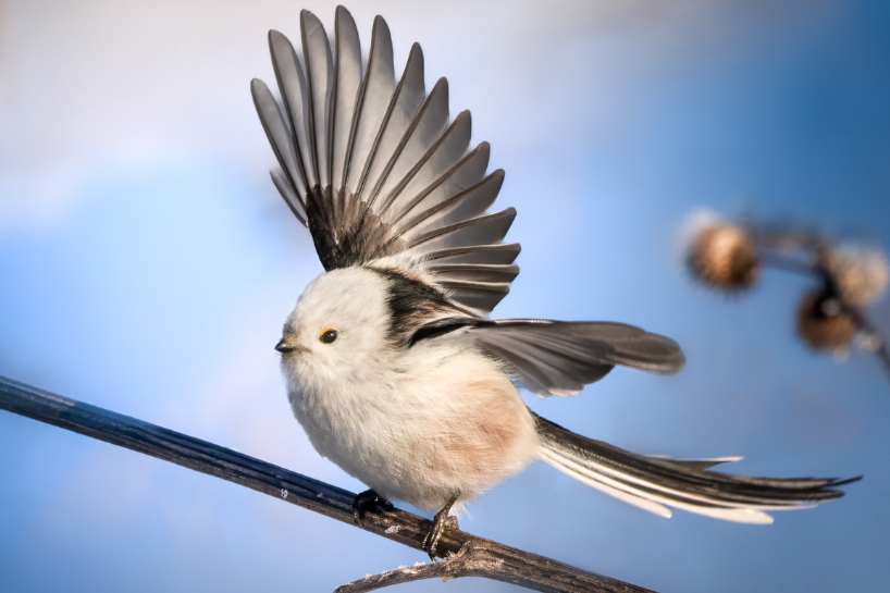 Meža eņģelis – garastes zīlīte; kā tā izskatās un kāds ir stāsts par šo interesanto putnu