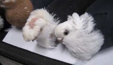 Izgāzusies “ekspedīcija” no Latvijas uz Krieviju: vīrietim ar zeķēs ievietotiem baložiem liek atgriezties mājās - LA.LV