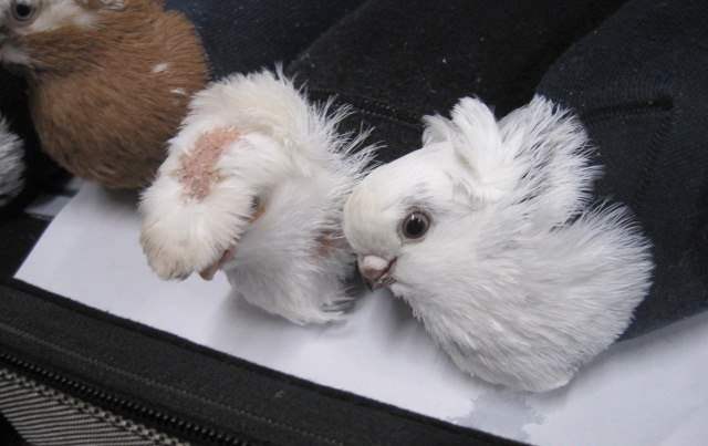 Izgāzusies “ekspedīcija” no Latvijas uz Krieviju: vīrietim ar zeķēs ievietotiem baložiem liek atgriezties mājās - LA.LV