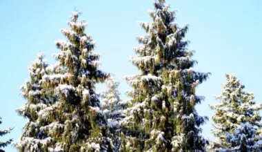 Gada pēdējā rītā Kurzemē gaidāms krietns sals, temperatūrai noslīdot zem -10 grādiem