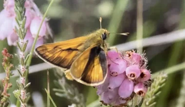 Grīņu dabas rezervāts atzīmē 90. jubileju: vēsture, unikālā flora un nākotnes perspektīvas