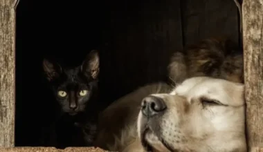 Jauni Pagriezieni Latvijas Biznesā: "Kool Latvija" Jaunā Vadība un "Tele2" Reorganizācija