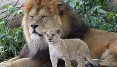 Kāpēc cekuls rotā vienīgi lauvas, nevis citus kaķus?