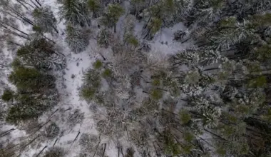 Konkurences padome atļauj Nīderlandes «Ingka» iegūt izšķirošu ietekmi pār «Sodra» grupas uzņēmumiem Latvijā