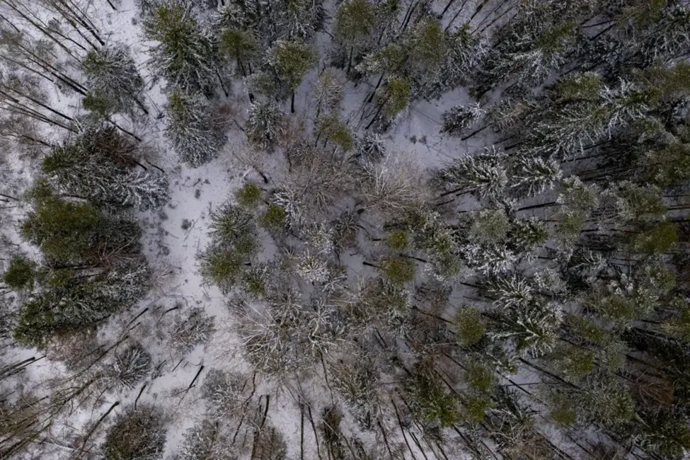 Konkurences padome atļauj Nīderlandes «Ingka» iegūt izšķirošu ietekmi pār «Sodra» grupas uzņēmumiem Latvijā