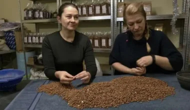 Latvijas Ziemassvētku Tradīcija Uz Izmiršanas Robežas: Pelēkos Zirņus Sargā Vien Piecas Saimniecības