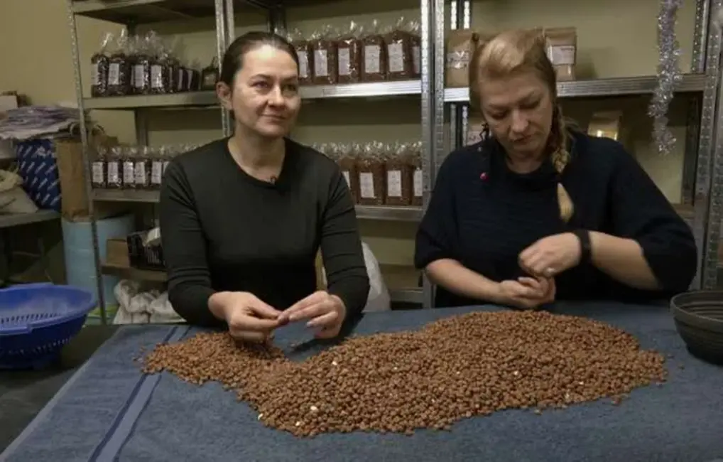 Latvijas Ziemassvētku Tradīcija Uz Izmiršanas Robežas: Pelēkos Zirņus Sargā Vien Piecas Saimniecības