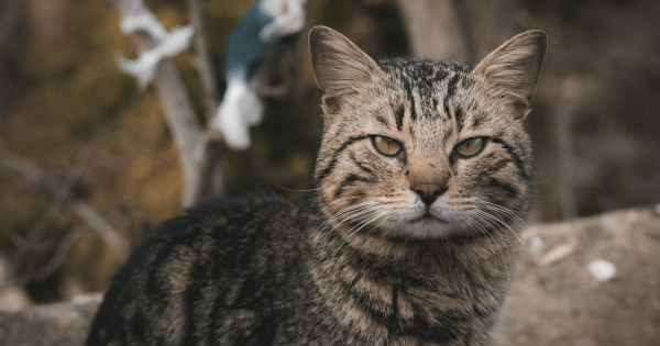 Jūrmalā 2026. gadā turpinās klaiņojošu mājdzīvnieku izķeršana un izmitināšana dzīvnieku patversmē