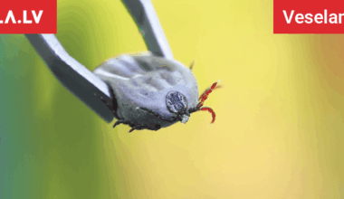 Kāpēc ir tik daudz ērču un kā silta ziema ietekmēs šos “kukaiņus”, skaidro speciālists