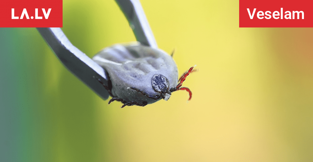 Kāpēc ir tik daudz ērču un kā silta ziema ietekmēs šos “kukaiņus”, skaidro speciālists