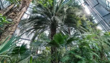 Pēc vērienīga remonta Atkal Vērtas LU Botāniskā Dārza Palmu Mājas Durvis: Baltijā Modernākais Tropu Komplekss