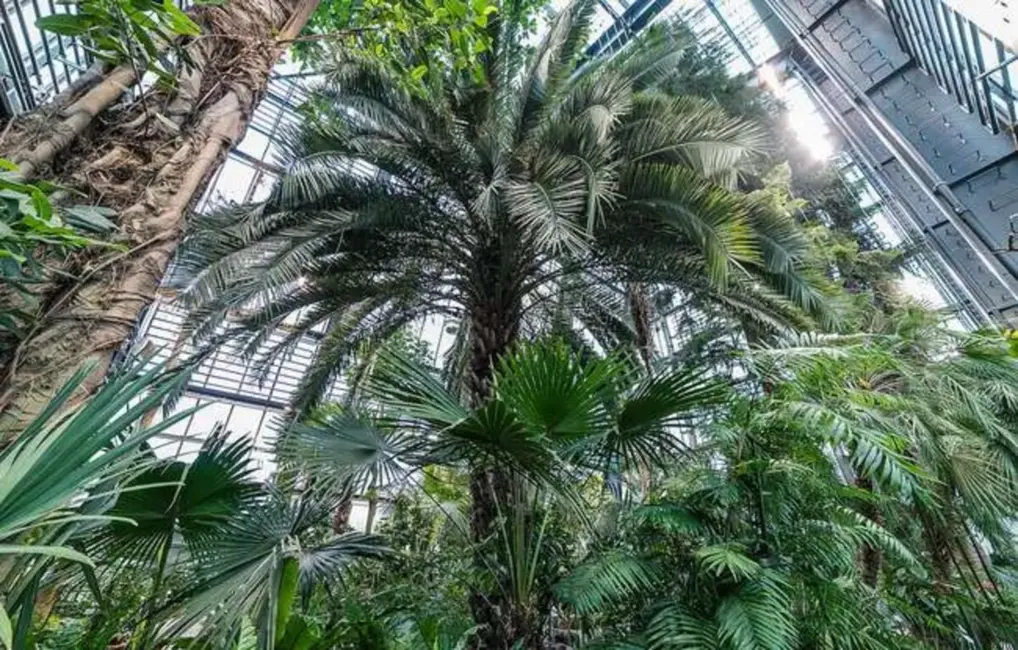 Pēc vērienīga remonta Atkal Vērtas LU Botāniskā Dārza Palmu Mājas Durvis: Baltijā Modernākais Tropu Komplekss